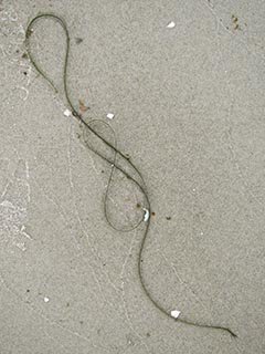 Plakat: Lesung: "Das Lied der halben Noten"